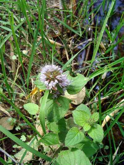  Image name: menta2.jpg 
 width: 400 pixel 
 height: 533 pixel 
 Size: 33271 bytes 
 Click to enlarge 